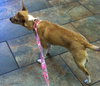 Melody - Chihuahua