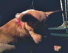 Melody - Chihuahua