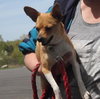 Melody - Chihuahua