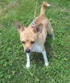 Melody - Chihuahua