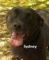 Sydney