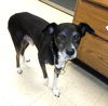 Harley - URGENT - Help a Senior!