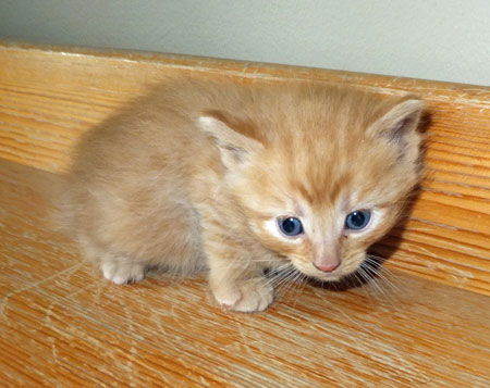 Kitten - Butterscotch