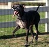 Gracie the Great Dane