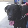 Ebony #116327 HELP EBONY OUT OF THE POUND!