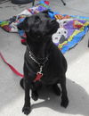 Ebony #116327 HELP EBONY OUT OF THE POUND!