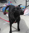 Ebony #116327 HELP EBONY OUT OF THE POUND!