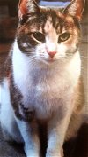 adoptable Cat in stow, OH named Cami - cat - Courtesy Listing