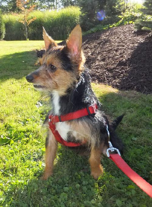 Princess -Yorkie - JRT