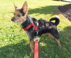 Princess -Yorkie - JRT