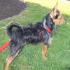 Princess -Yorkie - JRT
