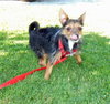 Princess -Yorkie - JRT