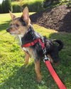 Princess -Yorkie - JRT