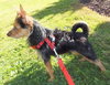 Princess -Yorkie - JRT