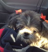 Bitsy