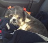Bitsy