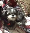 Bitsy