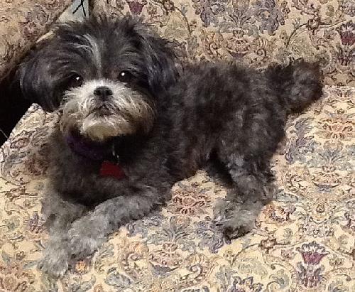 Bitsy