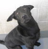 Nugget 121251 Young Guy Searching for a new HOME!