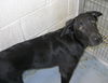 Nugget 121251 Young Guy Searching for a new HOME!