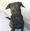 Nugget 121251 Young Guy Searching for a new HOME!