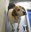 Roscoe - Easy Beagle Boy!