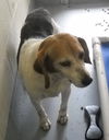 Roscoe - Easy Beagle Boy!