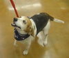 Roscoe - Easy Beagle Boy!