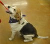 Roscoe - Easy Beagle Boy!