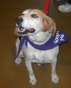 Roscoe - Easy Beagle Boy!