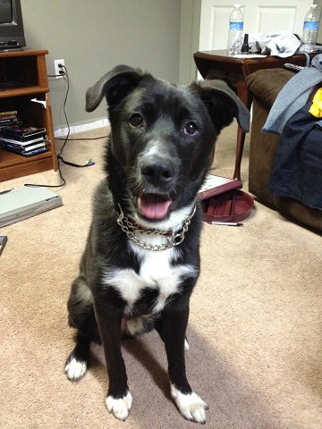 Mistroe-needs new home ASAP