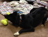 Mistroe-needs new home ASAP