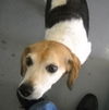 Lilly 121604-No Senior Should Be Left At The Pound