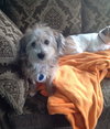 Milo