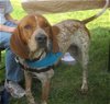 Cletus the Coonhound