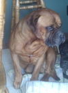 Dozer - In Need of a New Home!