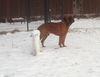 Dozer - In Need of a New Home!