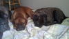 Dozer - In Need of a New Home!