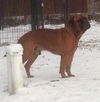 Dozer - In Need of a New Home!