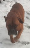 Dozer - In Need of a New Home!