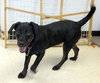 Lucy - Beagle Mix