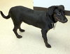 Lucy - Beagle Mix