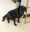 Lucy - Beagle Mix