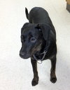 Lucy - Beagle Mix