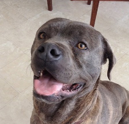 Bruce - Courtesy Listing