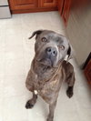 Bruce - Courtesy Listing