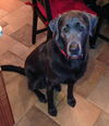 Duke
