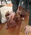 Red - Pit Bull Terrier