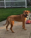 Bruno - Pending