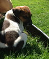 Puppy #1